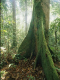 A Dipterocarp Tree in the Pristine Rain Forest of Borneo