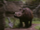 Rapunzel  a Captive Female Sumatran Rhino (Dicerorhinus Sumatrensis)