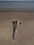 A Piece of Driftwood Sits on a Beach