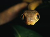 Close View of a Cat Snake