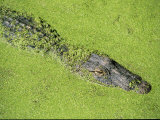 An American Alligator Glides Through Duckweed-Covered Waters
