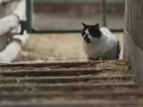 Cat in Barnyard