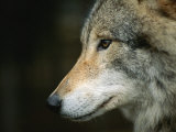 Close View of Wolf