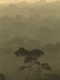 Fog over a Belize Rain Forest