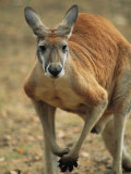 A Close View of a Red Kangaroo