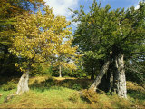 Autumnal Woodland View  Bayerischer Wald National Park  Germany