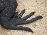 Foot of Marine Iguana on Espanola Island in the Galapagos Islands