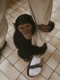 An Orphaned Chimp Finds Comfort Clinging to a Human Caretaker