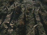 A Group of Meerkats (Suricata Suricatta) Viewed from Above