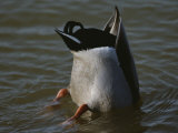Mallard Duck with its Tail and Hind End Sticking out of the Water