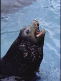 A Captive Eared Seal with Injuries on Neck
