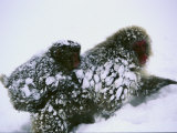 A Mother Japanese Macaque  or Snow Monkey  with Her Infant
