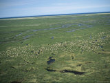 Aerial View of a Herd of Caribou Crossing the Tundra