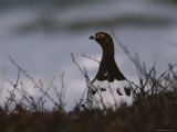 A Willow Ptarmigan (Lagopus Lagopus) Guards its Territory