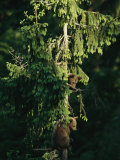 Brown Bear Cubs in Tree  Bayerischer Wald National Park  Germany