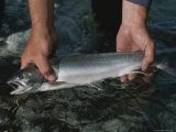 Fisherman Displaying a Fresh-Caught Arctic Char