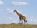 A Giraffe Walks Across a Savanna