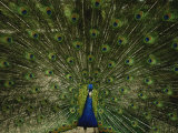 A Male Peacock Displays His Plumage