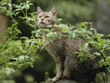 A Portrait of an African Wildcat Behind a Branch
