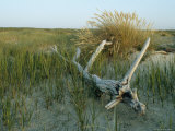 Sand Marsh Grasses and Driftwood