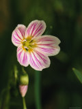 A Spring Beauty Flower Blooming in the Great Smoky Mountains