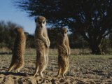 Three Meerkats with Paws Poised Neatly in Front of Their Stomachs