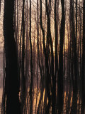 Trees Silhouetted  Twilight  Muritz National Park  Germany