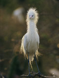 A Close View of a Long-Legged Reddish-Egret in its White Phase
