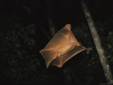 Flying Lemur (Colugo) in Midflight