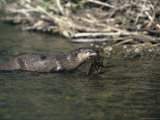An European Otter Gathers Material for its Nest