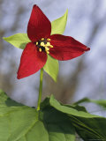 A Trillium Flower Blooming in the Great Smoky Mountains