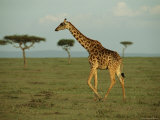 A Giraffe Walks Across a Savanna
