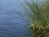Reeds Along the Shore of Black Hill Lake  Black Hill Regional Park