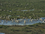 Aerial View of a Herd of Caribou Crossing Water