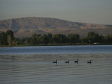 A Row of Ducks Swimming Along a River Past Foothills