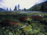 Salmon Underwater  Clayoquot Sound  Vancouver Island