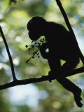 A Silhouette of a Chimpanzee Sitting in a Tree
