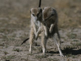 Two Mating Meerkats (Suricata Suricatta)