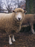 A Portrait of a Romney Sheep