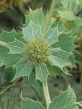 Thistle Flower of the North Sea Coast