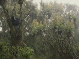A Silverback Gorilla in a Moss-Covered Tree in the Rwanda Rain Forest
