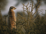 A Meerkat (Suricata Suricatta) Stands Alert  Wary of Any Predators