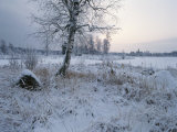 Winter Scene with Snow-Covered Grasses and Tree Next to Frozen Stream