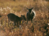 Female Duiker and Fawn