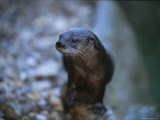 Close View of a River Otter