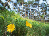Wildflower Meadow  Unteres Odertal National Park  Germany