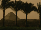 Palm Trees Frame a View of the Step Pyramid of Djoser