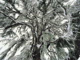 Larch Tree in Snow  Berchtesgaden National Park  Germany
