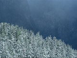 Snow-Covered Fir Trees  Berchtesgaden National Park  Germany
