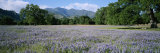 A Meadow Filled with Blooming Lupines  Bordered by Oaks and Mountains